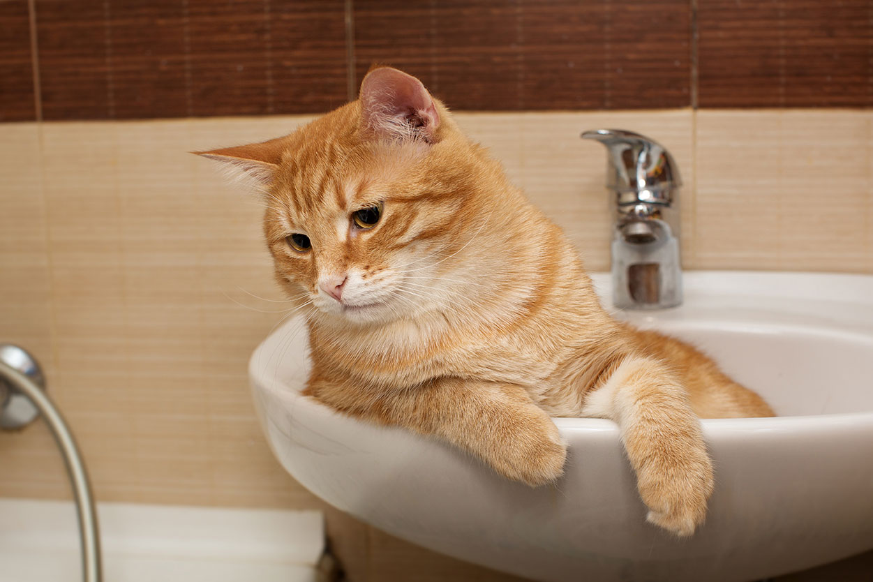 Is your bathroom shared with a pet?